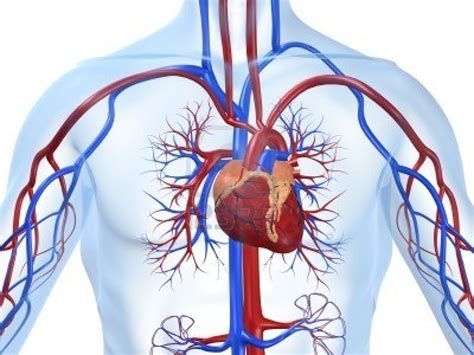 Cardiovascular .